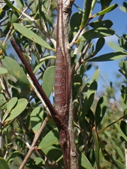 Zaprochilus australis