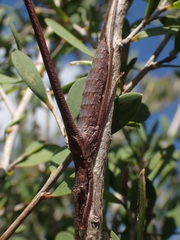 Zaprochilus australis