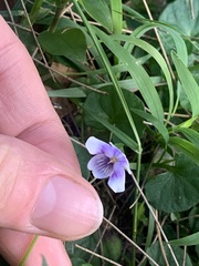 Viola hederacea