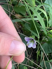 Viola hederacea