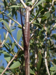 Zaprochilus australis