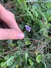 Viola hederacea
