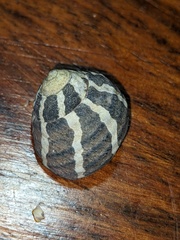 Austrocochlea porcata