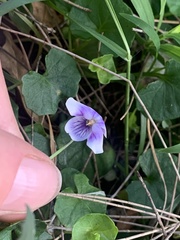Viola hederacea
