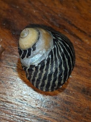 Austrocochlea porcata