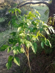 Cardiospermum grandiflorum