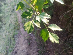 Cardiospermum grandiflorum