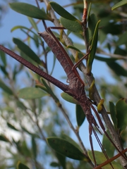 Zaprochilus australis