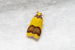 Heterallactis microchrysa