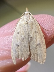 Machimia tentoriferella