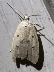 Machimia tentoriferella