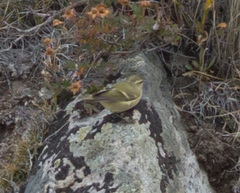 Phylloscopus humei