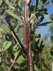 Zaprochilus australis