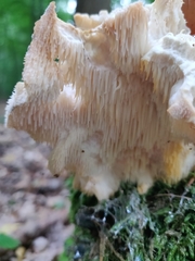 Hericium cirrhatum