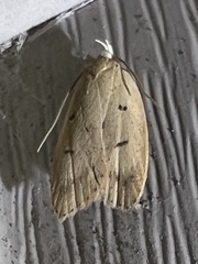 Machimia tentoriferella