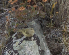 Phylloscopus humei