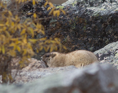 Marmota baibacina