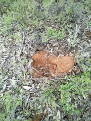 Tachyglossus aculeatus