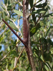 Zaprochilus australis