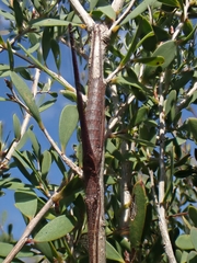 Zaprochilus australis