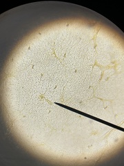 Noctiluca scintillans