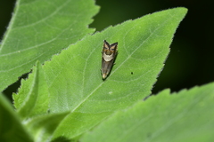 Grapholita delineana