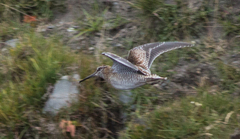 Gallinago solitaria