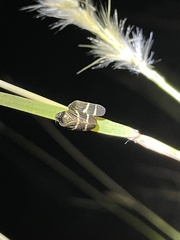 Aeneolamia albofasciata
