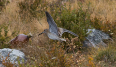 Gallinago solitaria