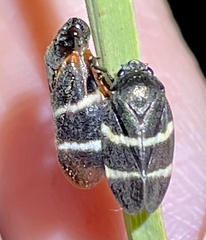 Aeneolamia albofasciata