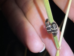 Aeneolamia albofasciata