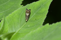 Grapholita delineana