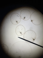 Noctiluca scintillans