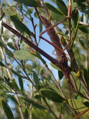 Zaprochilus australis
