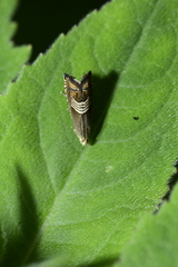 Grapholita delineana