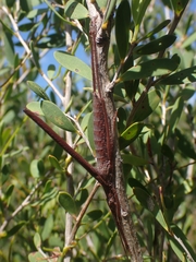 Zaprochilus australis