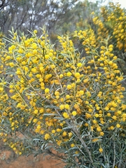Acacia wilhelmiana