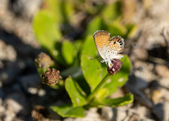 Brephidium exilis exilis