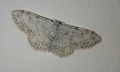 Idaea camparia