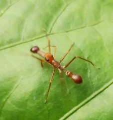 Myrmaplata plataleoides