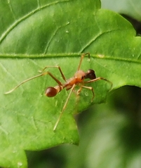 Myrmaplata plataleoides