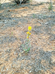 Waitzia acuminata acuminata