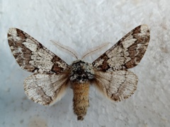 Biston strataria
