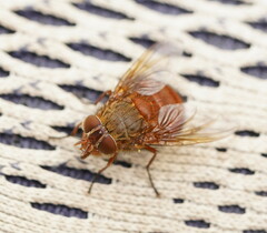 Calliphora ochracea