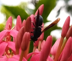 Allorhynchium chinense