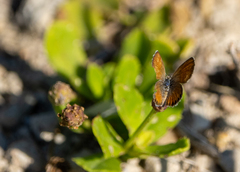 Brephidium exilis exilis