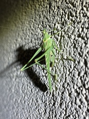 Insara elegans