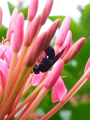 Allorhynchium chinense