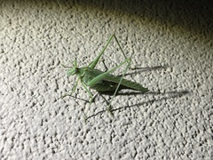 Insara elegans