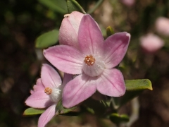 Eriostemon australasius